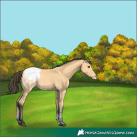 Horse Color:Buckskin Tobiano Appaloosa 