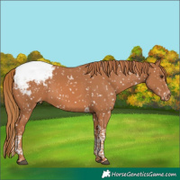 Horse Color:Chestnut Tobiano Appaloosa