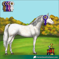 Horse Color:Silver Buckskin Tobiano Appaloosa 