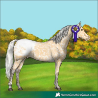 Horse Color:Silver Buckskin Tobiano Appaloosa 