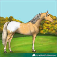 Horse Color:Palomino Tobiano Appaloosa