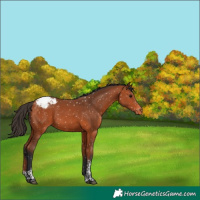 Horse Color:Bay Tobiano Appaloosa 