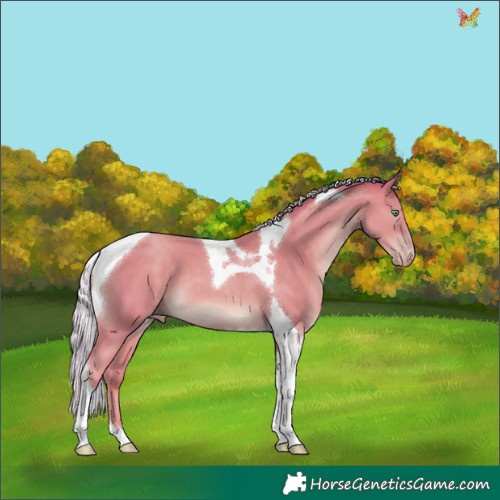 Horse Color:Watercolor Silver Classic Champagne Tobiano 