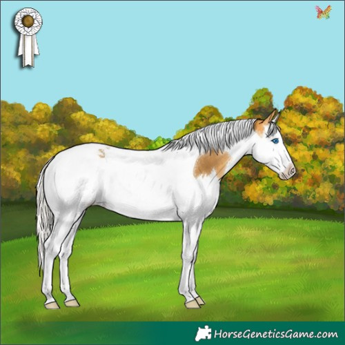 Horse Color:Silver Buckskin Splash Tobiano