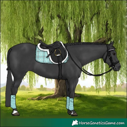 Horse Color:Black 