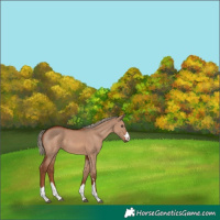 Horse Color:Red Dun Mushroom 