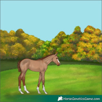 Horse Color:Red Dun 