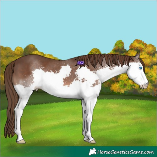Horse Color:Liver Chestnut Splash 