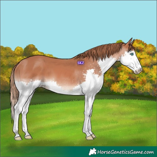 Horse Color:Chestnut Splash 