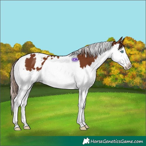 Horse Color:White Spotted Chestnut Splash