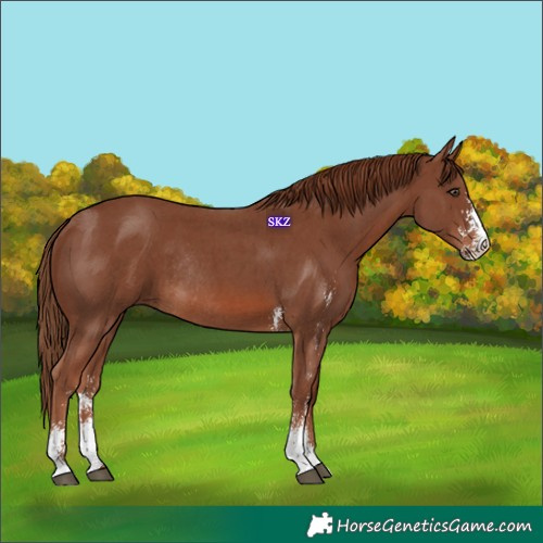 Horse Color:Chestnut Sabino Rabicano