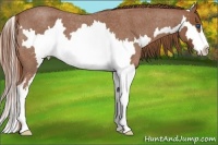 Horse Color:Red Roan Splash Frame 