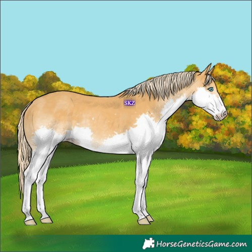 Horse Color:Palomino Splash