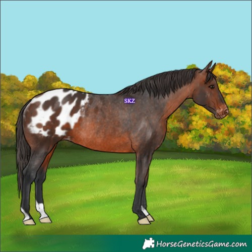 Horse Color:Brown Blanket Rabicano 