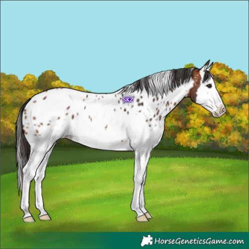 Horse Color:White Spotted Bay Splash Appaloosa