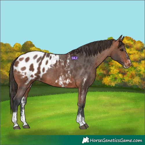 Horse Color:Bay Sabino Blanket 