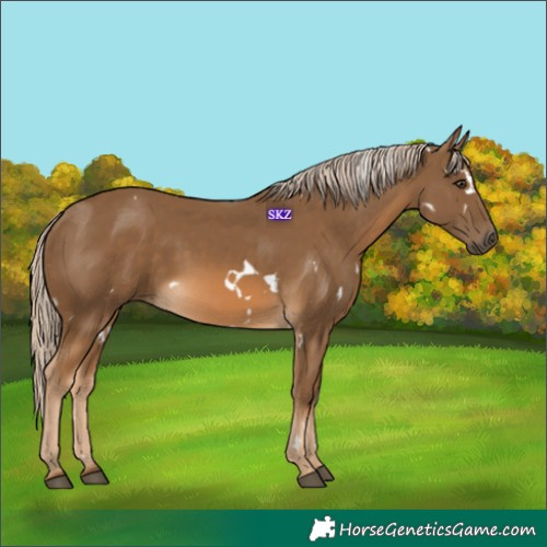 Horse Color:White Spotted Chocolate Palomino Rabicano
