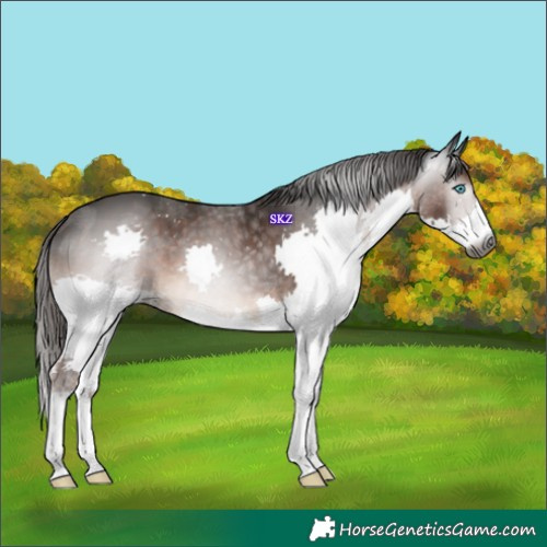 Horse Color:Gray Liver Chestnut Splash 