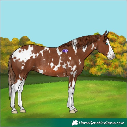 Horse Color:White Spotted Chestnut Splash Rabicano 