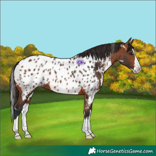 Horse Color:White Spotted Bay Splash Appaloosa 