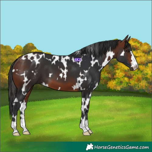 Horse Color:White Spotted Bay 