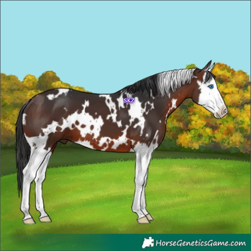 Horse Color:White Spotted Brown Splash 