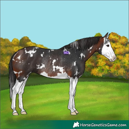 Horse Color:White Spotted Bay Splash Rabicano 