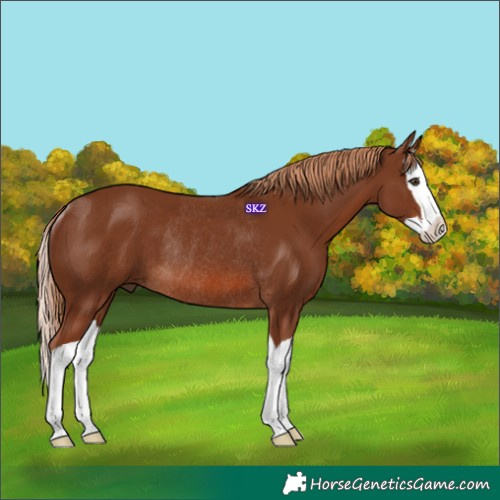 Horse Color:Chestnut Splash Rabicano 