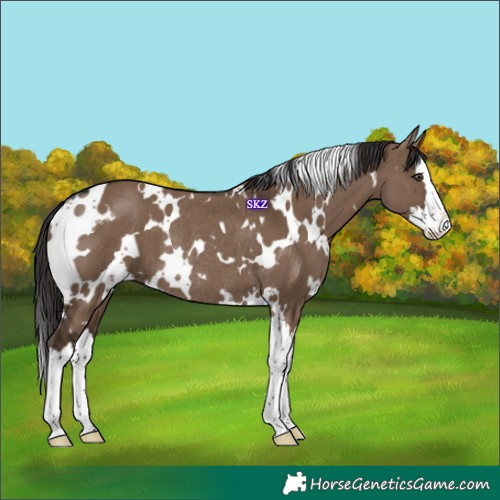 Horse Color:White Spotted Liver Red Dun Splash Rabicano