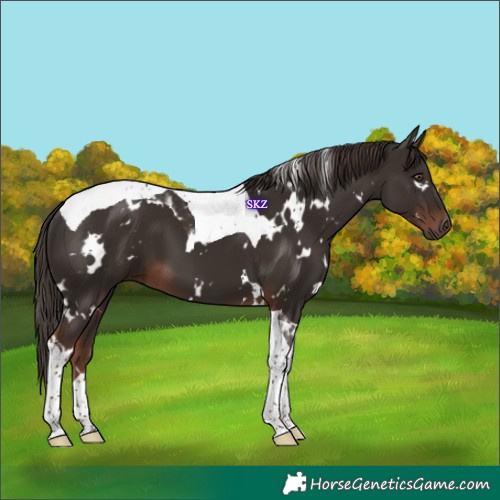Horse Color:White Spotted Liver Chestnut Tobiano