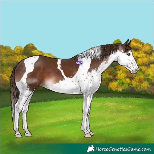 Horse Color:Liver Chestnut Splash Tobiano