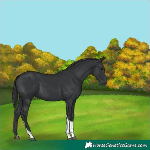 Horse Color:Black Tobiano 