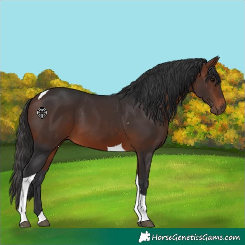 Horse Color:Bay Tobiano 