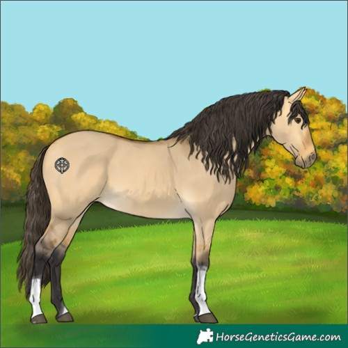 Horse Color:Buckskin Dun Tobiano 