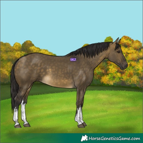 Horse Color:White Spotted Buckskin Dun 