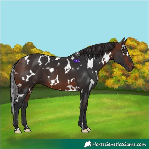 Horse Color:White Spotted Bay