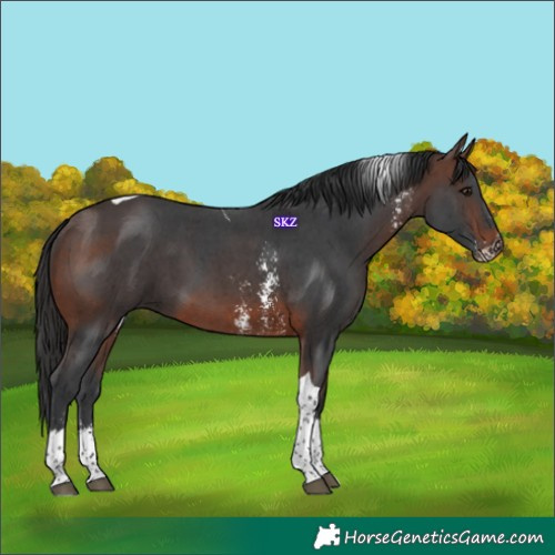 Horse Color:Brown Sabino Tobiano
