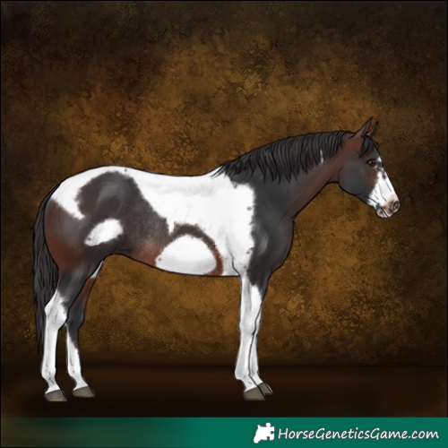 Horse Color:Brown Tobiano Frame Rabicano 