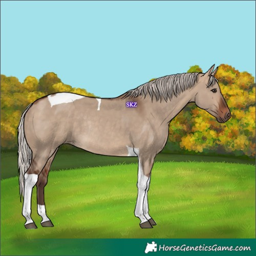 Horse Color:Silver Brown Dun Tobiano Rabicano