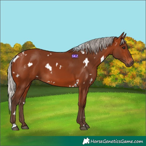 Horse Color:White Spotted Silver Brown 