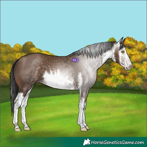 Horse Color:Gray White Spotted Sable Champagne