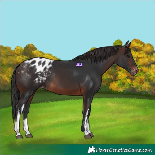 Horse Color:White Spotted Brown Appaloosa Rabicano 