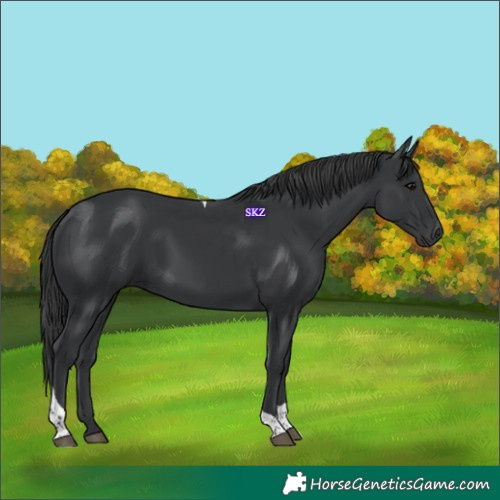 Horse Color:Black Tobiano