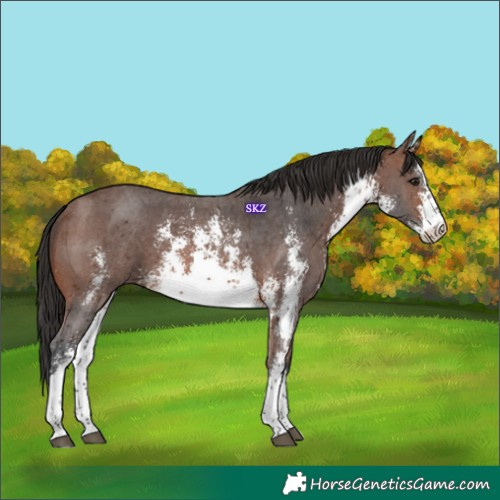 Horse Color:White Spotted Brown Sabino 