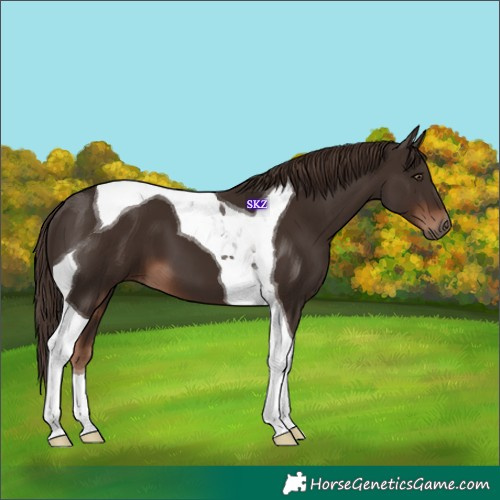 Horse Color:Liver Chestnut Tobiano 