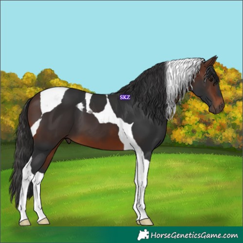 Horse Color:Brown Tobiano