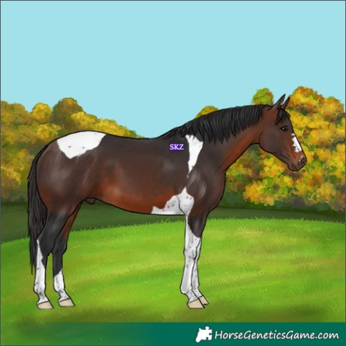 Horse Color:Bay Tobiano