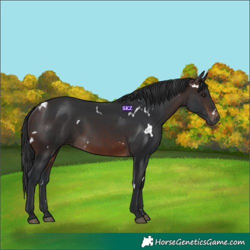 Horse Color:White Spotted Brown 
