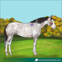 Horse Color:White Spotted Bay Roan Splash 