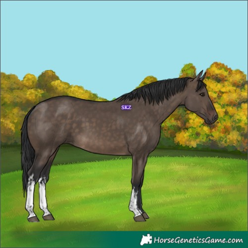 Horse Color:White Spotted Brown Dun 